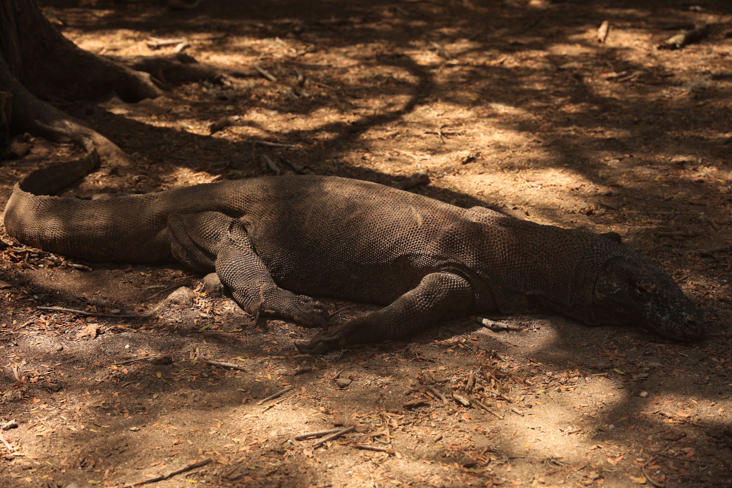 จาก Bali ไปจนถึง Komodo -31